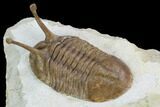 Stalk-Eyed Asaphus Kowalewskii Trilobite - Very Large #127846-4
